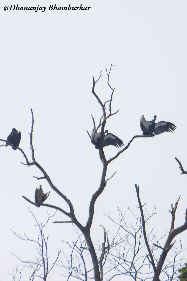 White-rumped Vulture - ML620527578