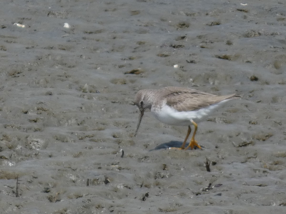 Terek Sandpiper - ML620527579