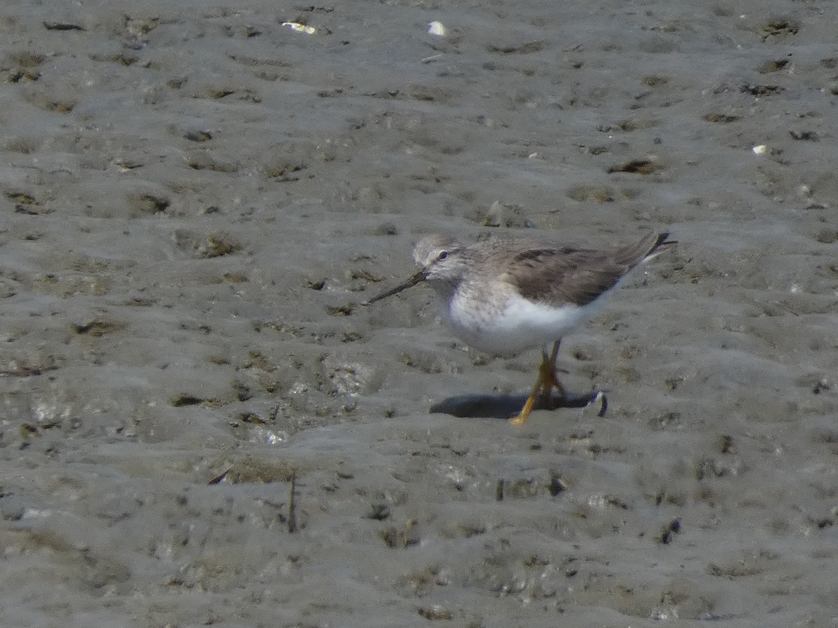 Terek Sandpiper - ML620527581