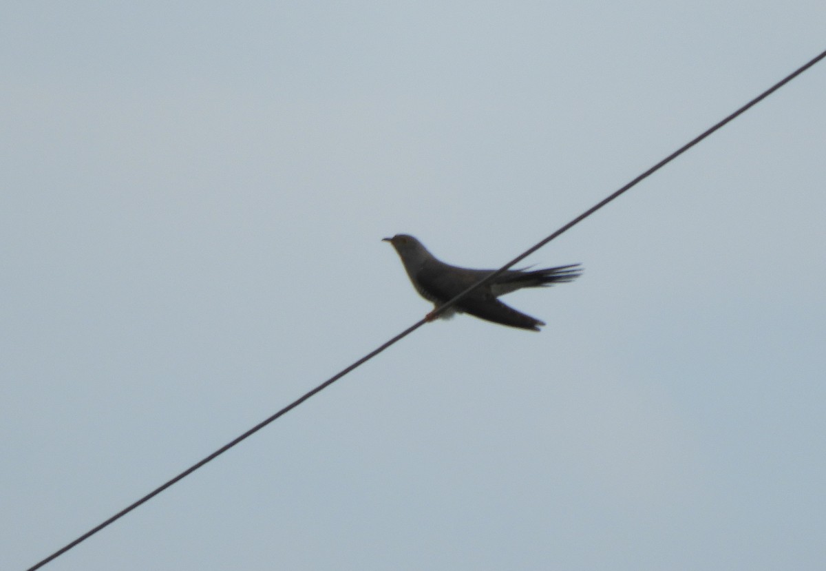 Common Cuckoo - ML620527585