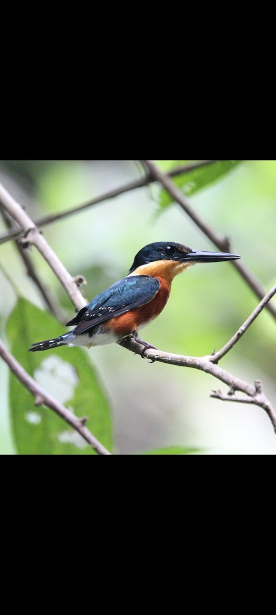 American Pygmy Kingfisher - ML620527587