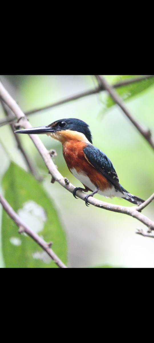 American Pygmy Kingfisher - ML620527589