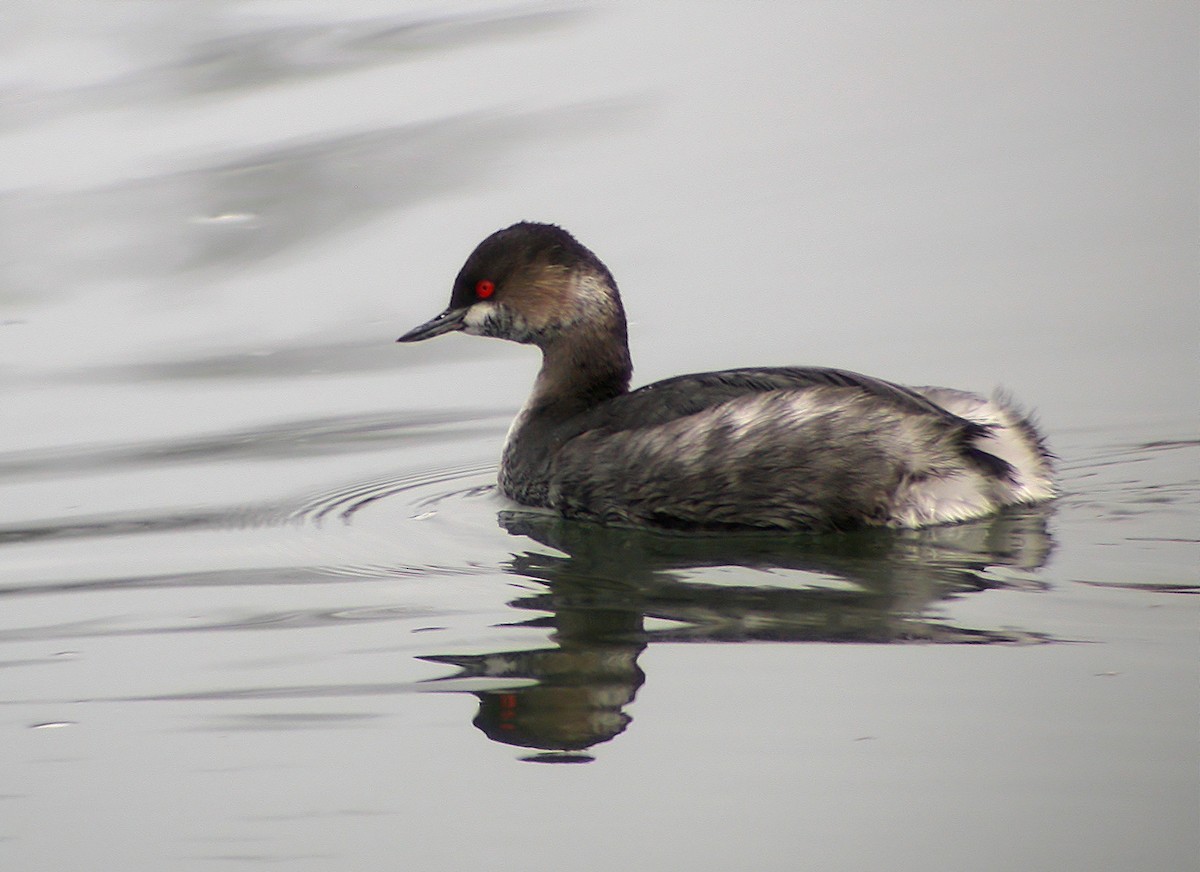 Eared Grebe - ML620527595