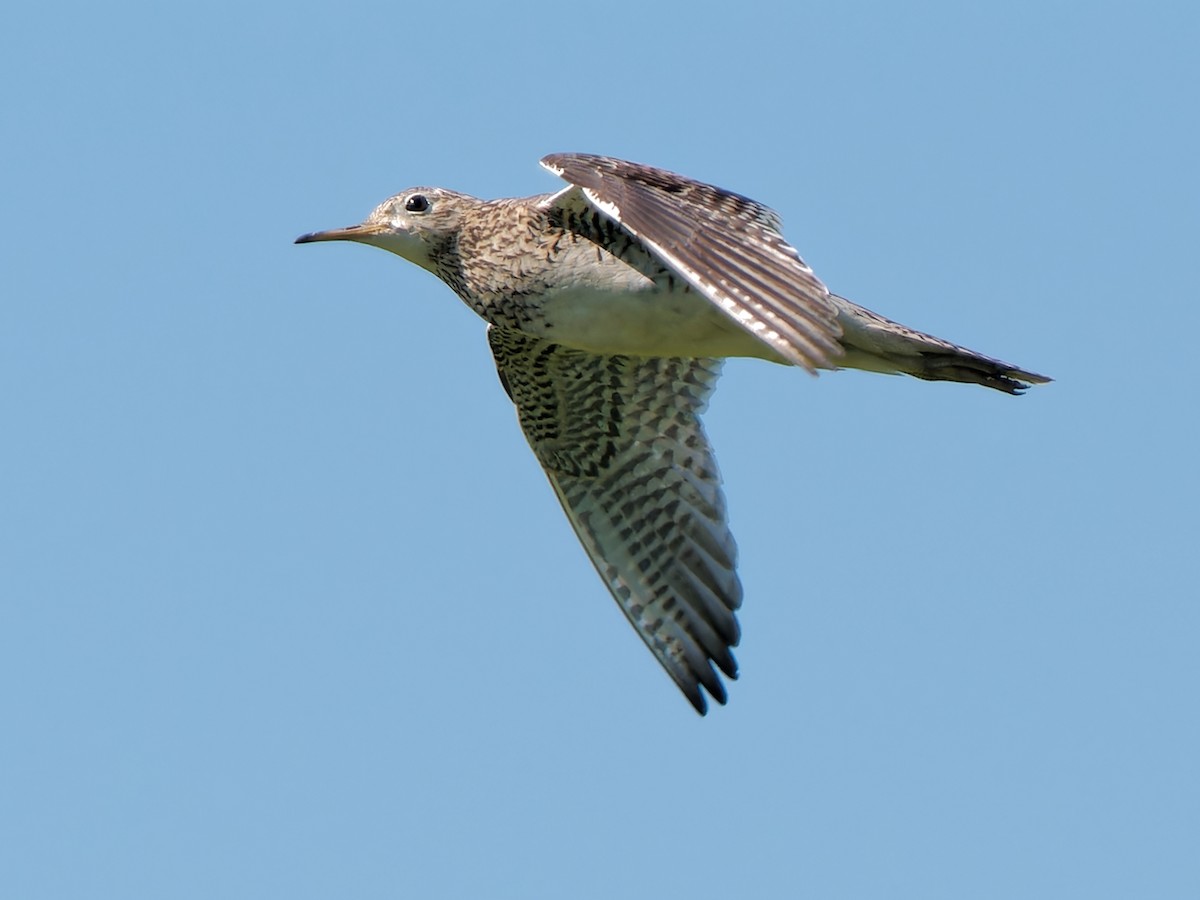 Upland Sandpiper - ML620527600