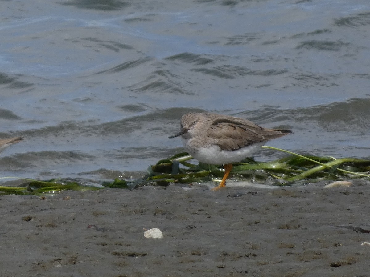 Terek Sandpiper - ML620527603