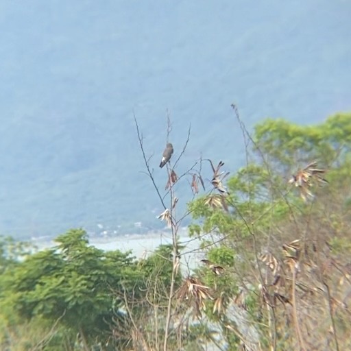 白胸燕鵙 - ML620527610