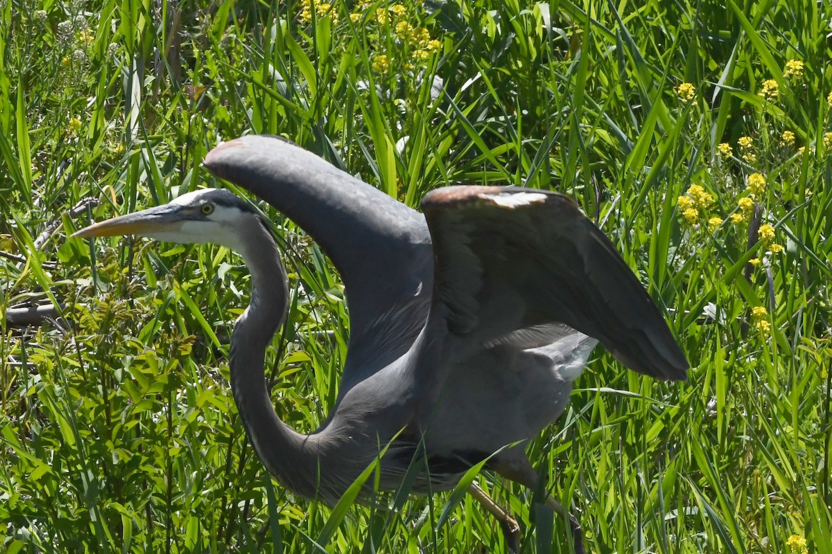 Great Blue Heron - ML620527611