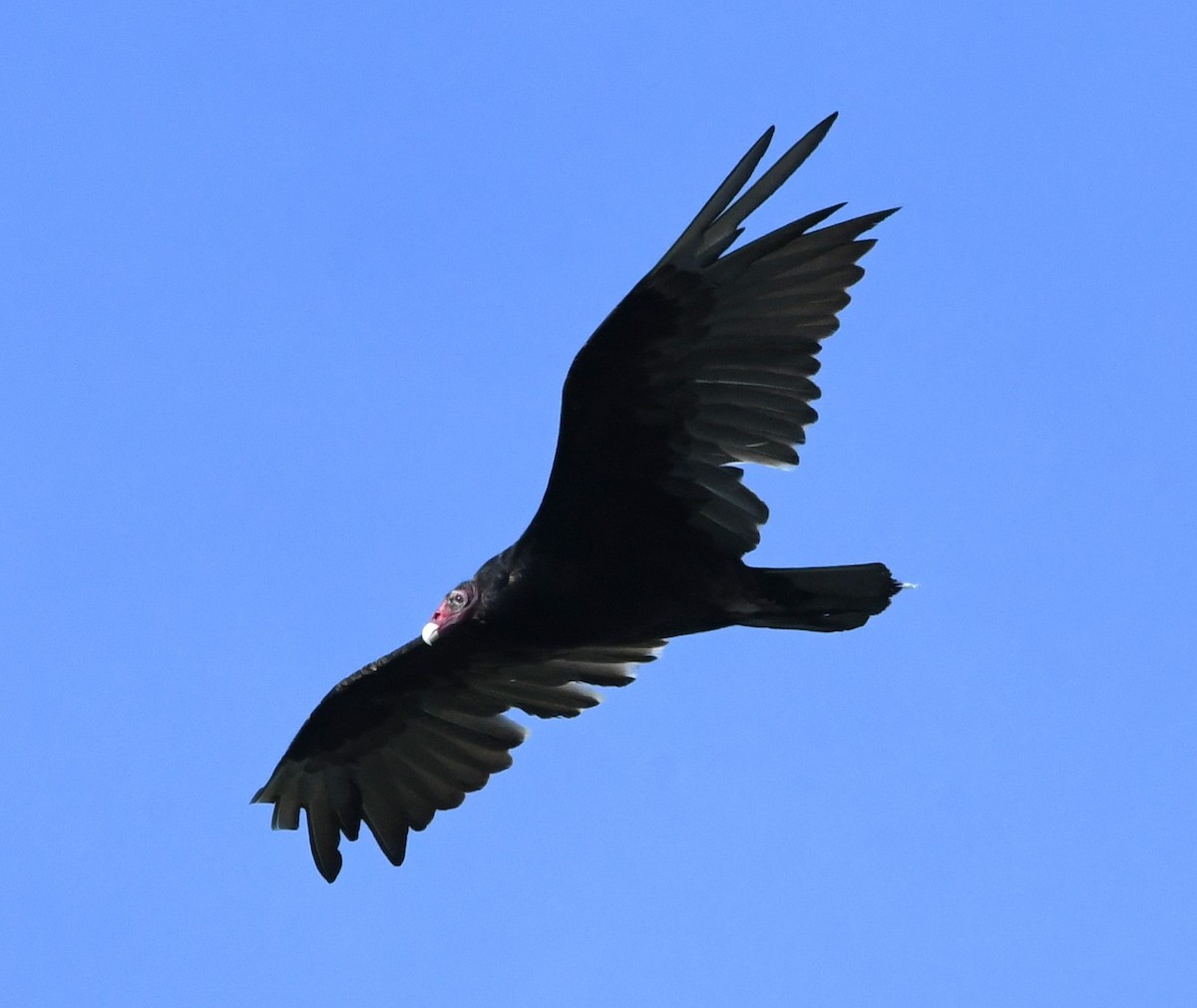 Turkey Vulture - ML620527614