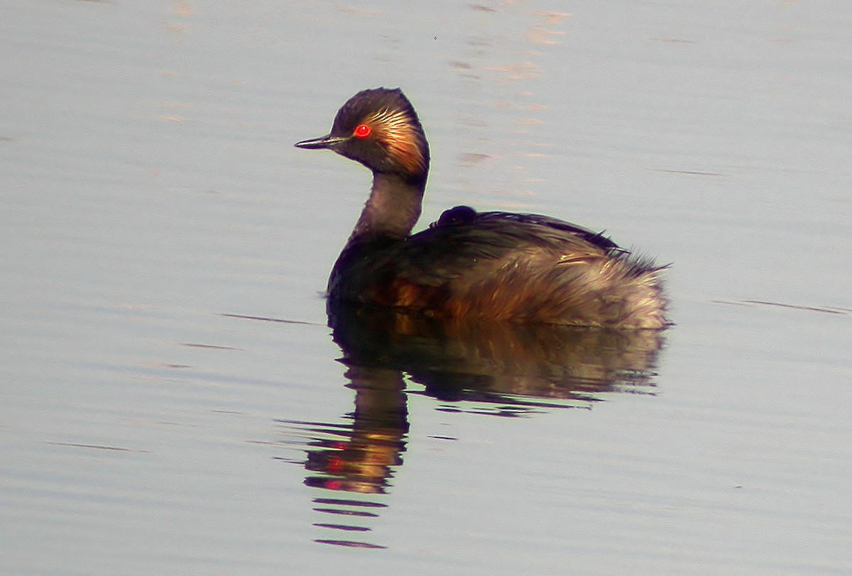 Eared Grebe - ML620527616