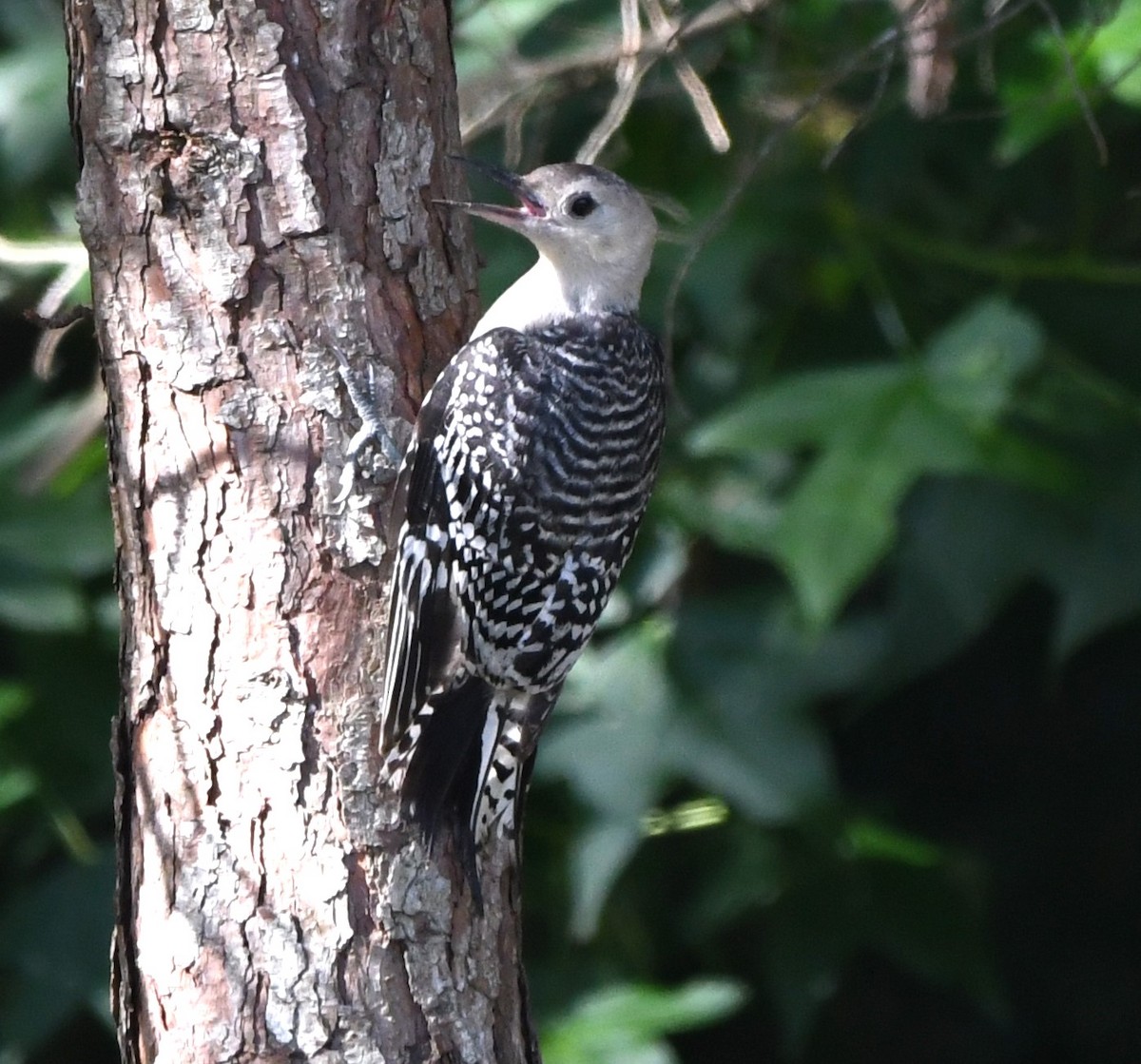 Red-bellied Woodpecker - ML620527619