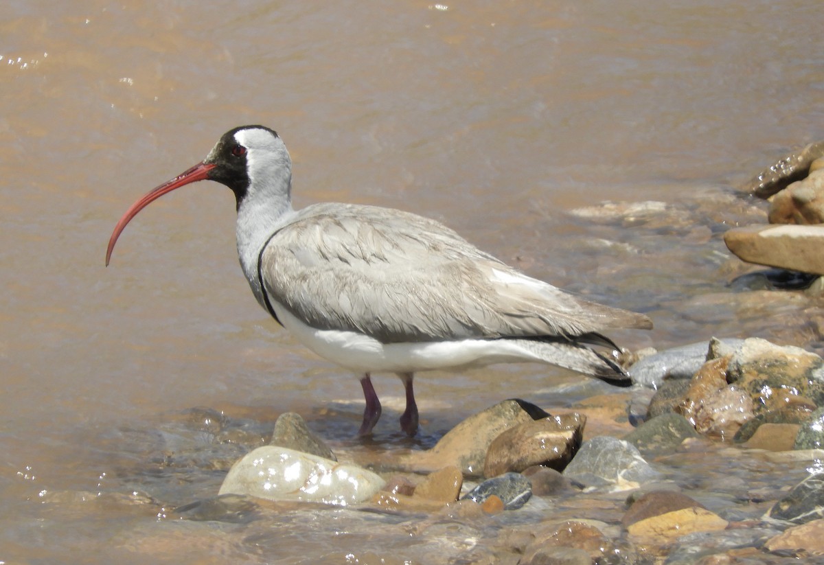 Bec-d'ibis tibétain - ML620527623