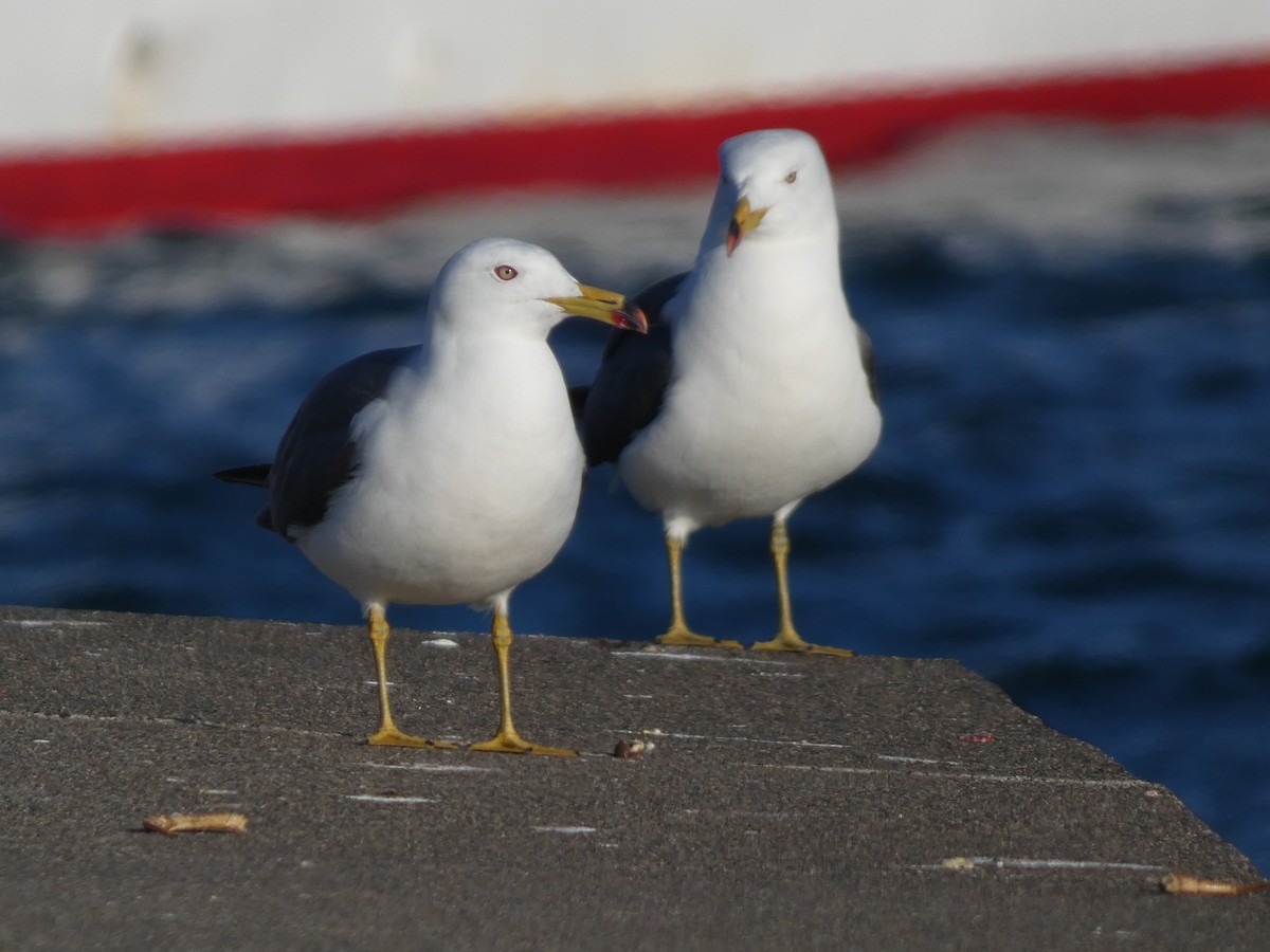 Black-tailed Gull - ML620527625