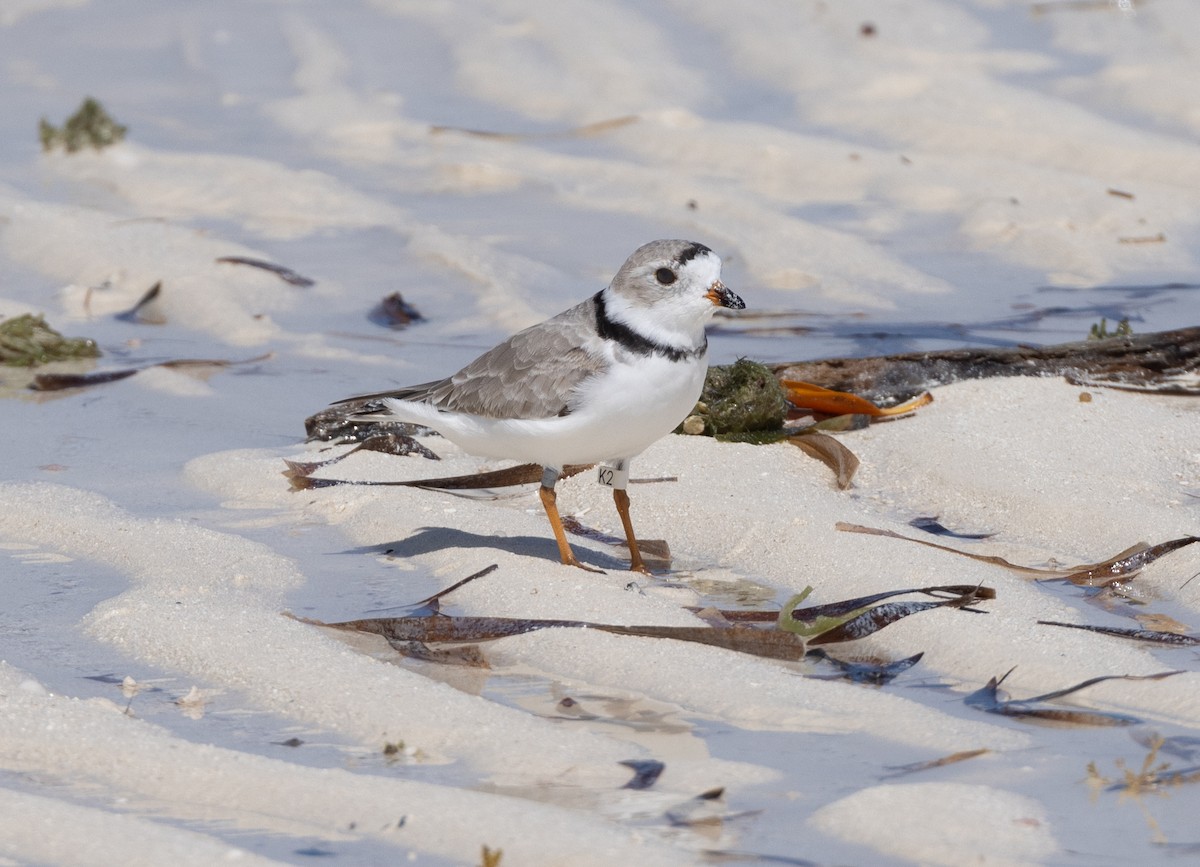 Piping Plover - ML620527626