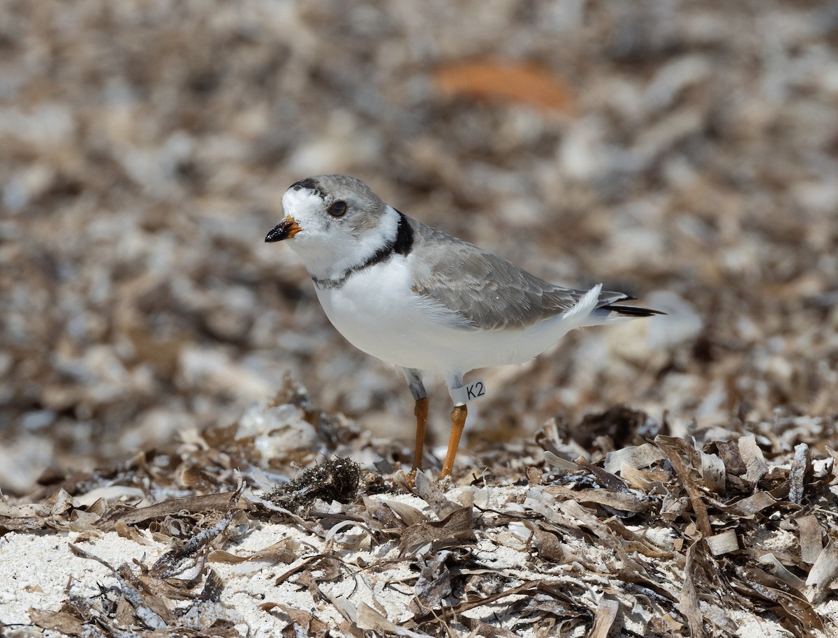 Piping Plover - ML620527628