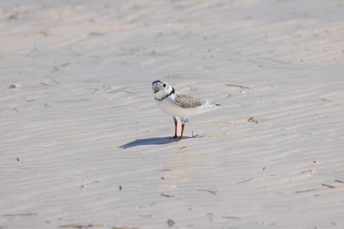 Piping Plover - ML620527629