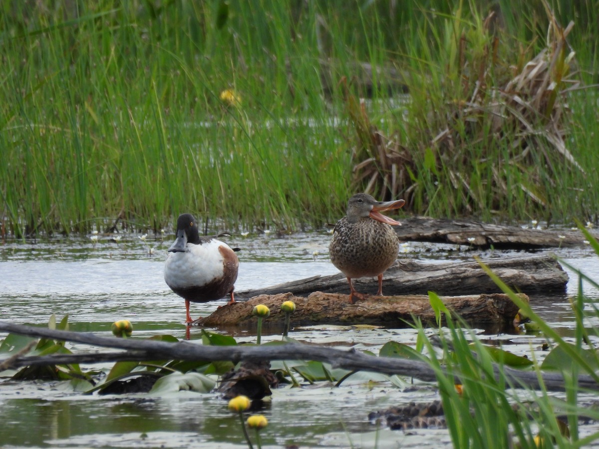 Canard souchet - ML620527631