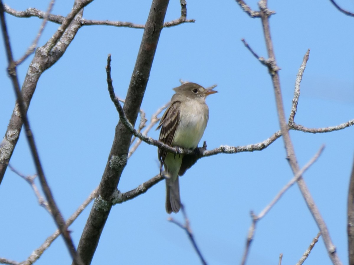 Willow Flycatcher - ML620527643