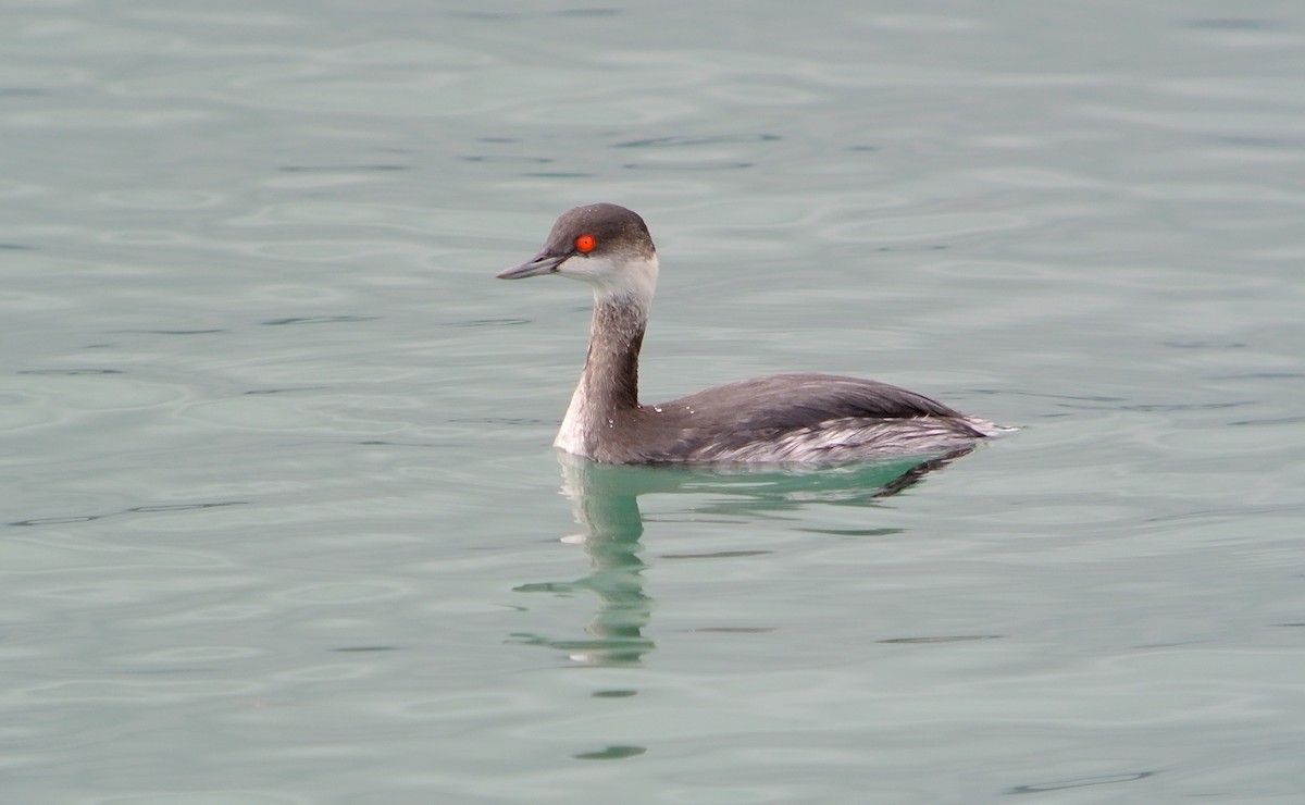 Eared Grebe - ML620527648