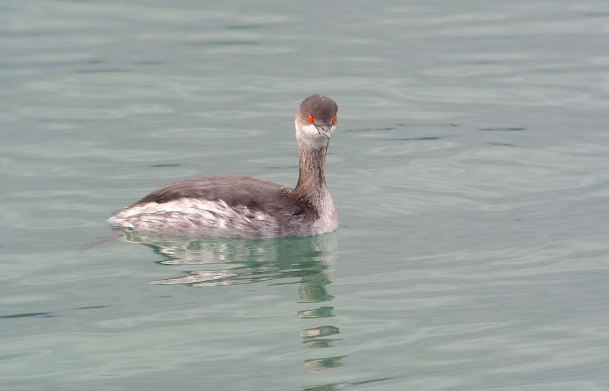 Eared Grebe - ML620527649