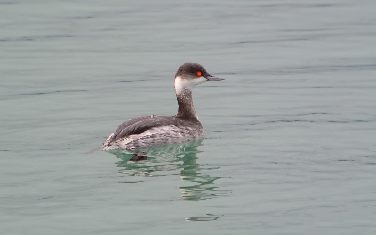 Eared Grebe - Delfin Gonzalez