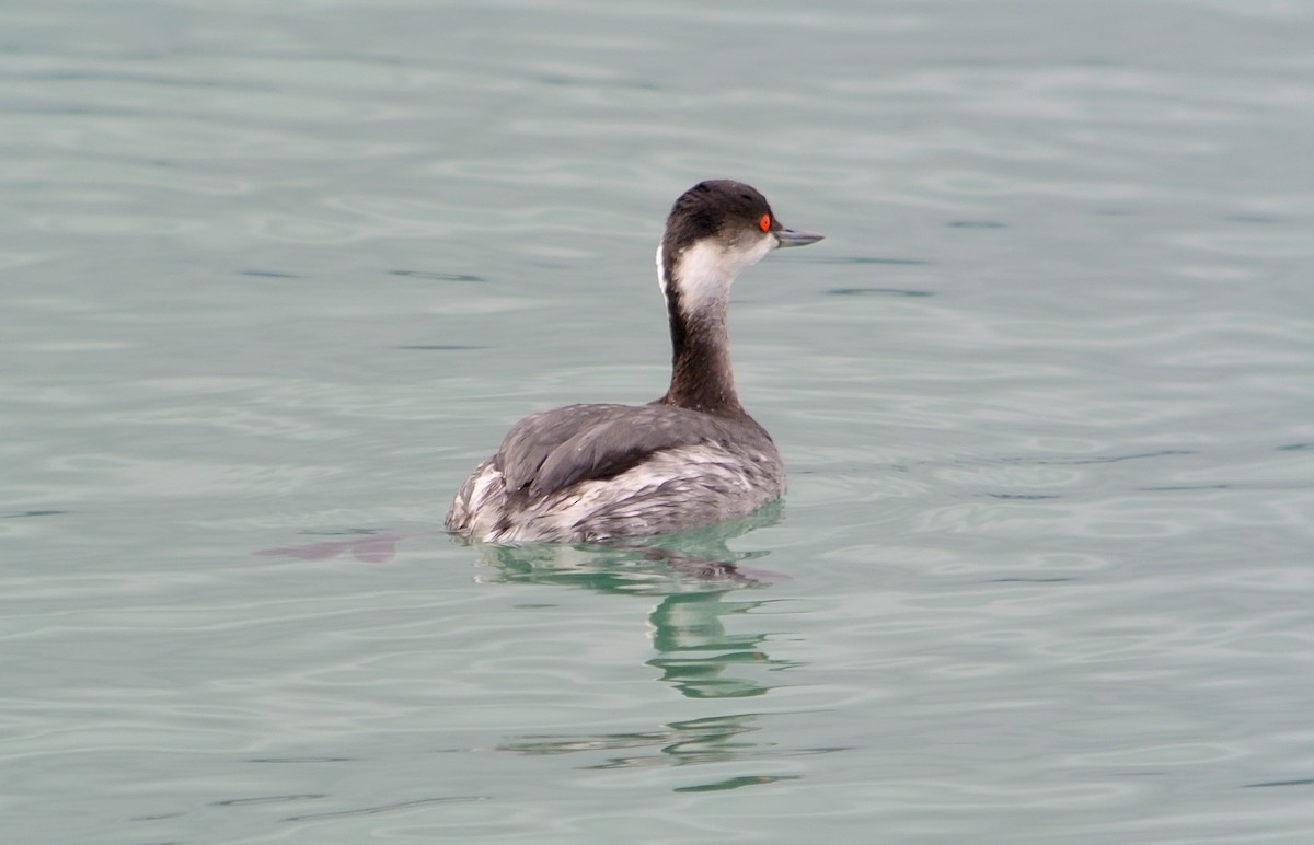 Eared Grebe - ML620527651