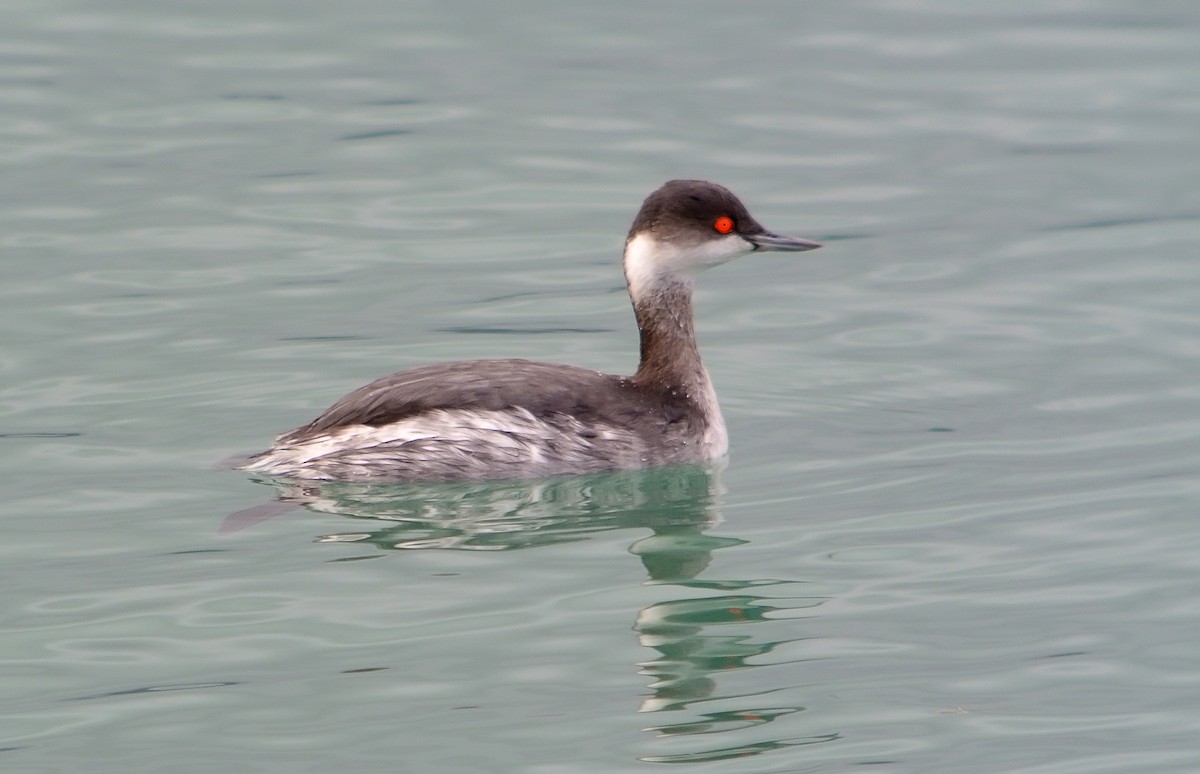 Eared Grebe - ML620527652