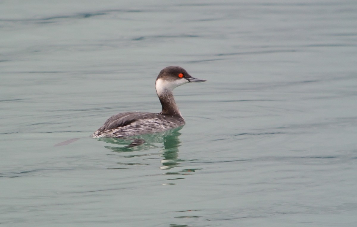 Eared Grebe - ML620527653