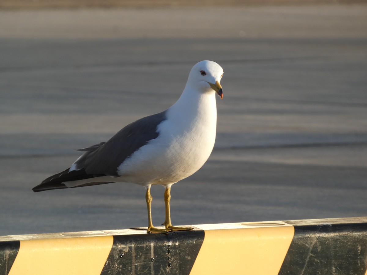 Black-tailed Gull - ML620527659