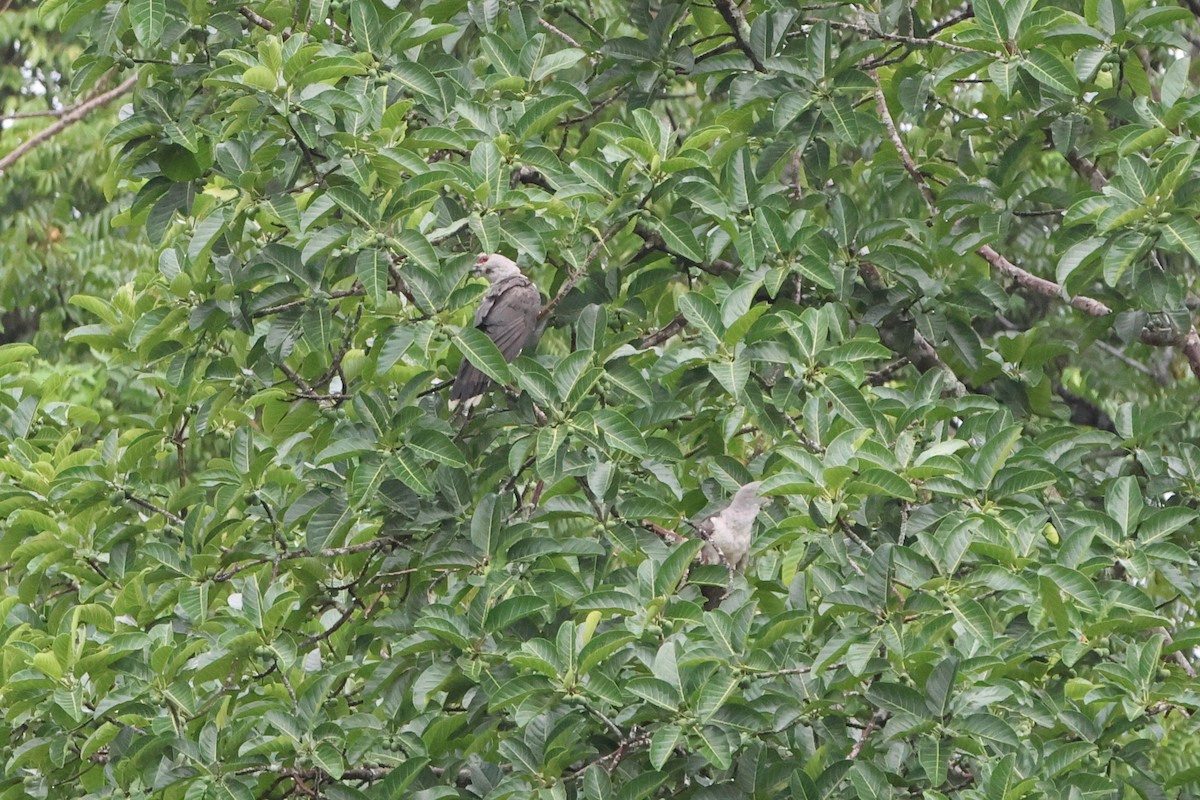 Channel-billed Cuckoo - ML620527663