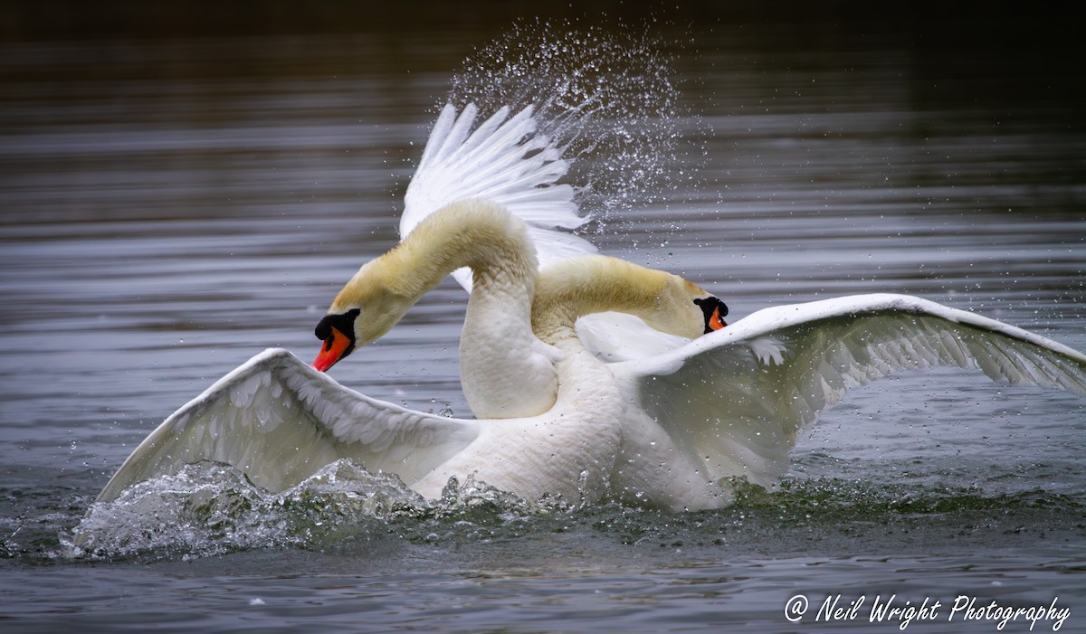 Cygne tuberculé - ML620527665