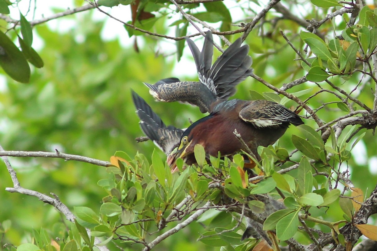 Green Heron - ML620527666