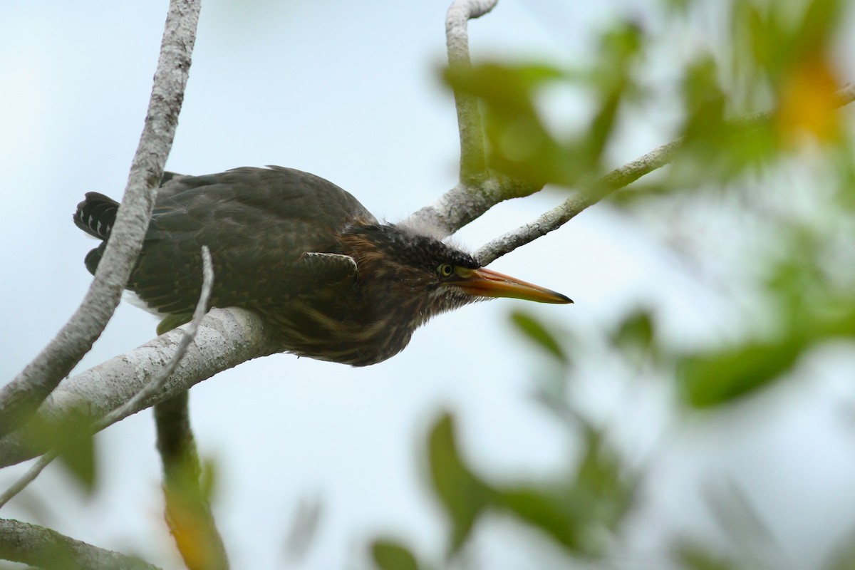 Green Heron - ML620527668