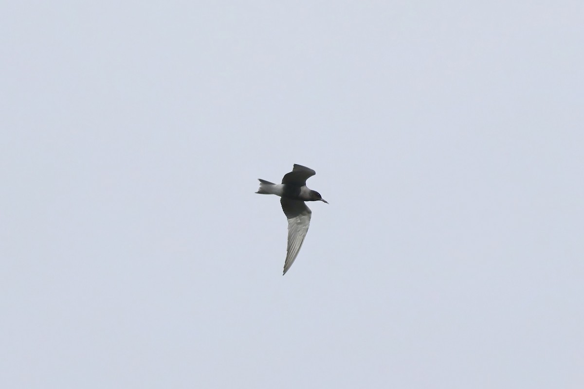 Black Tern - ML620527671