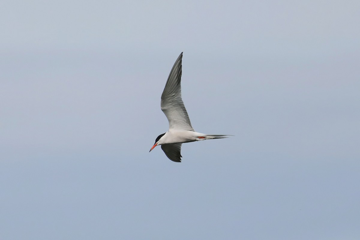 Common Tern - ML620527679