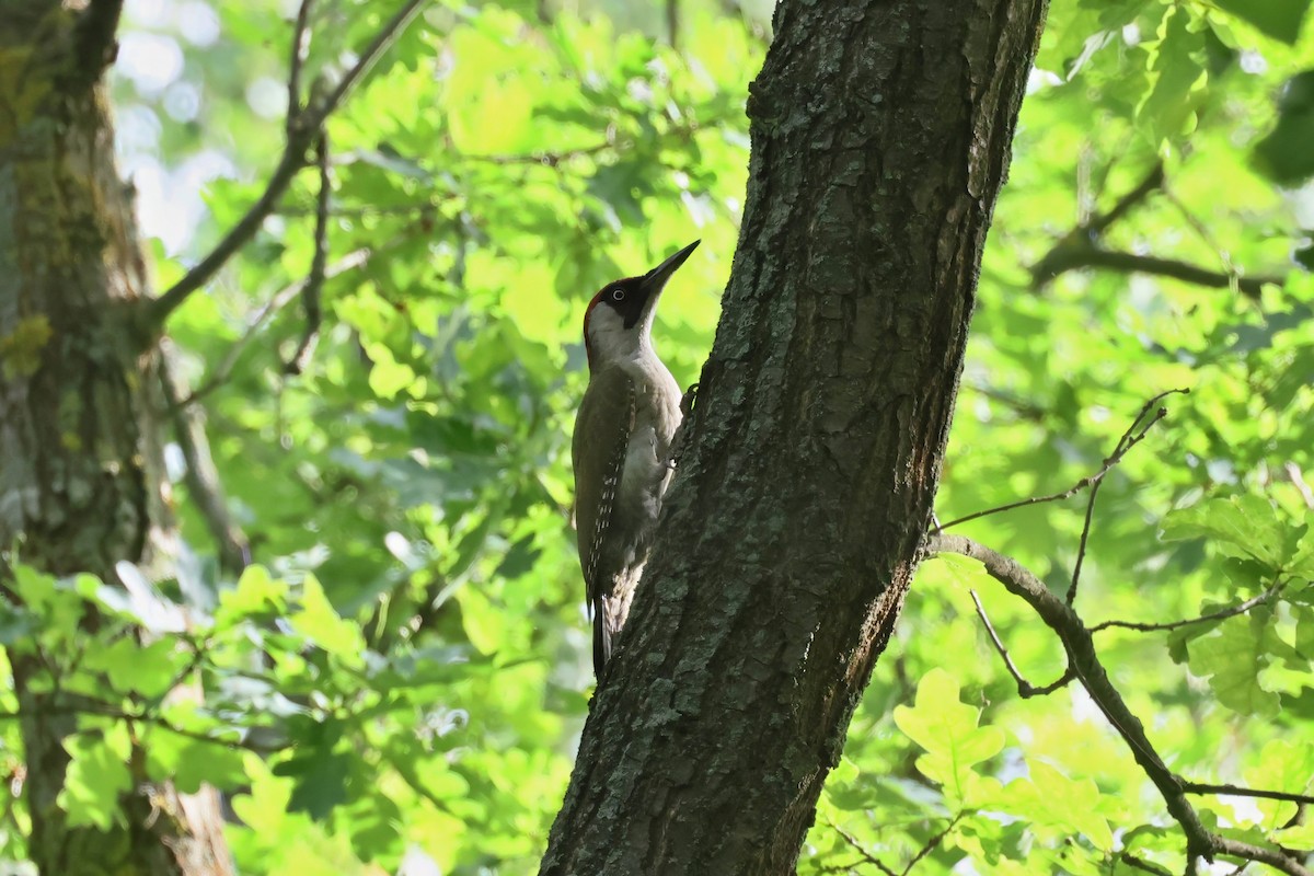 Eurasian Green Woodpecker - ML620527681