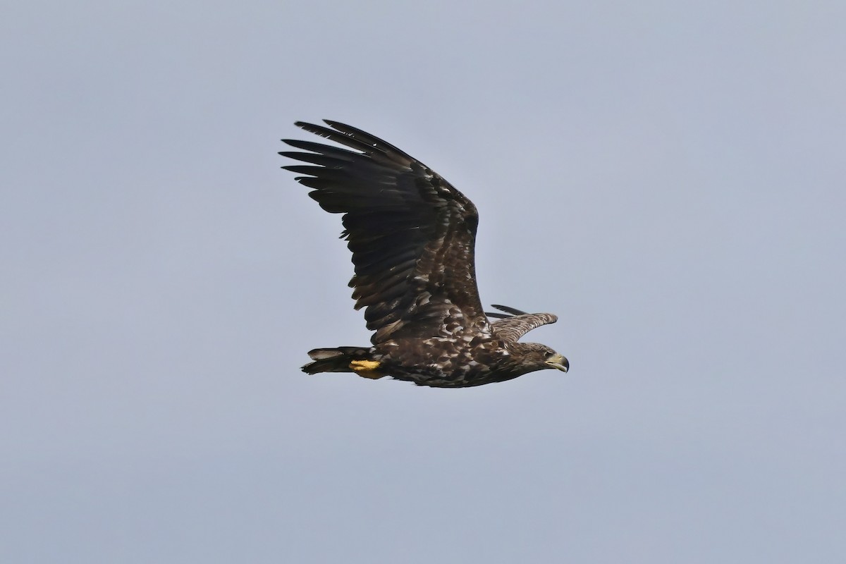 White-tailed Eagle - ML620527688