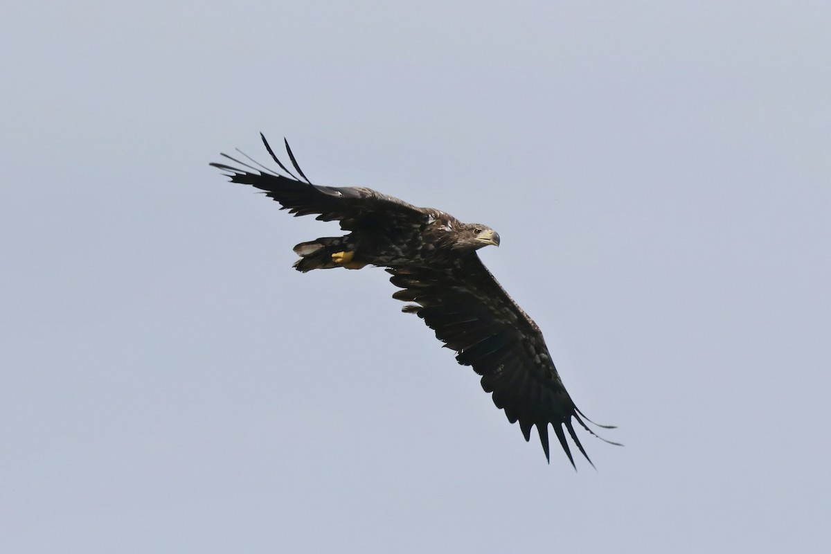 White-tailed Eagle - ML620527689