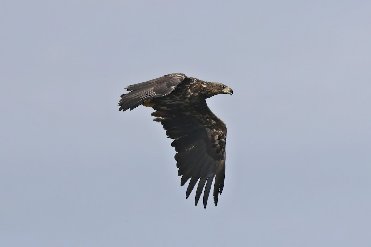 White-tailed Eagle - ML620527690