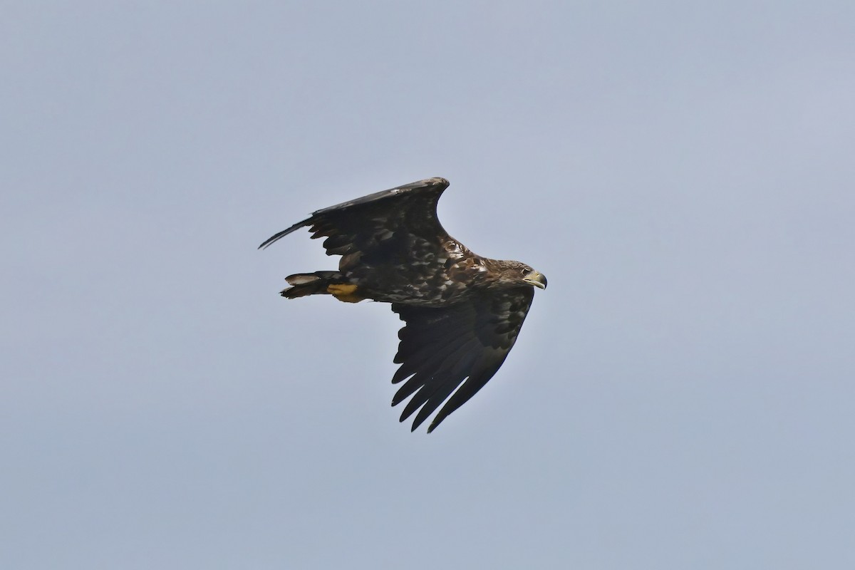 White-tailed Eagle - ML620527691