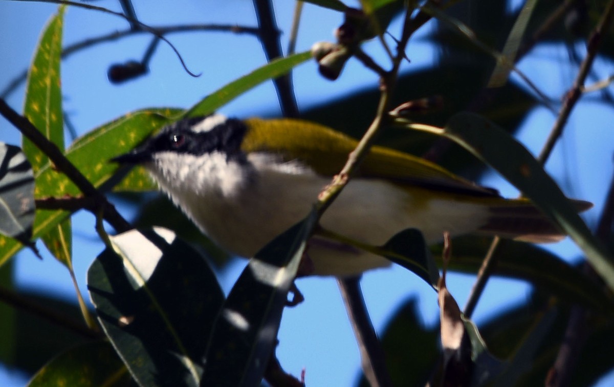 White-throated Honeyeater - ML620527692