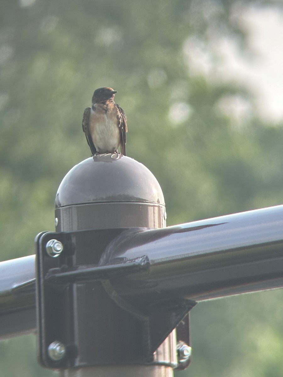 Barn x Cliff Swallow (hybrid) - ML620527698