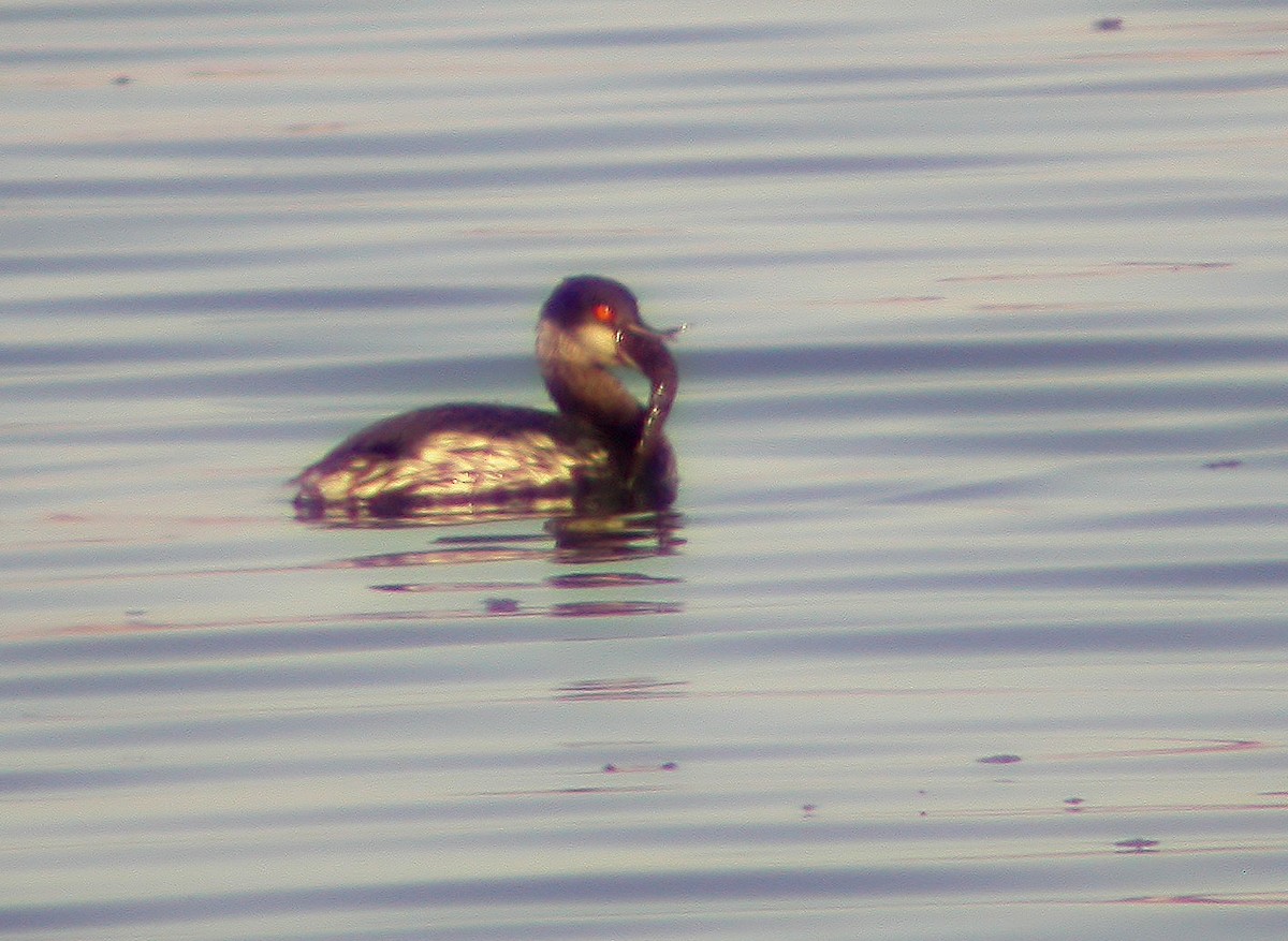 Eared Grebe - ML620527705