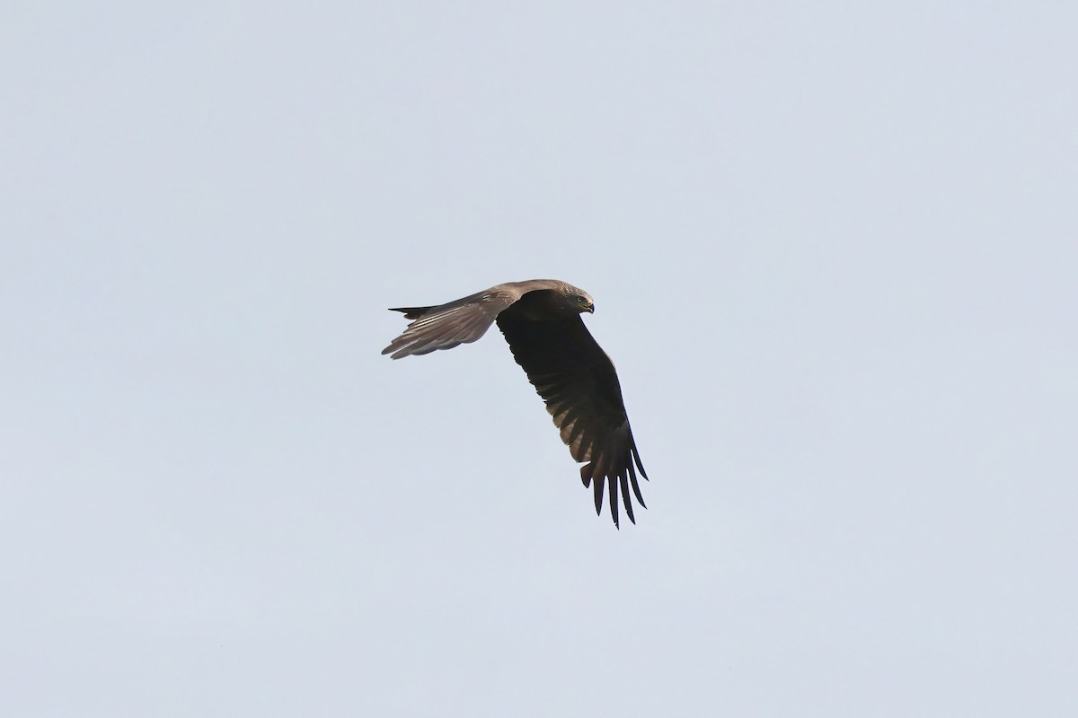 Black Kite - ML620527707