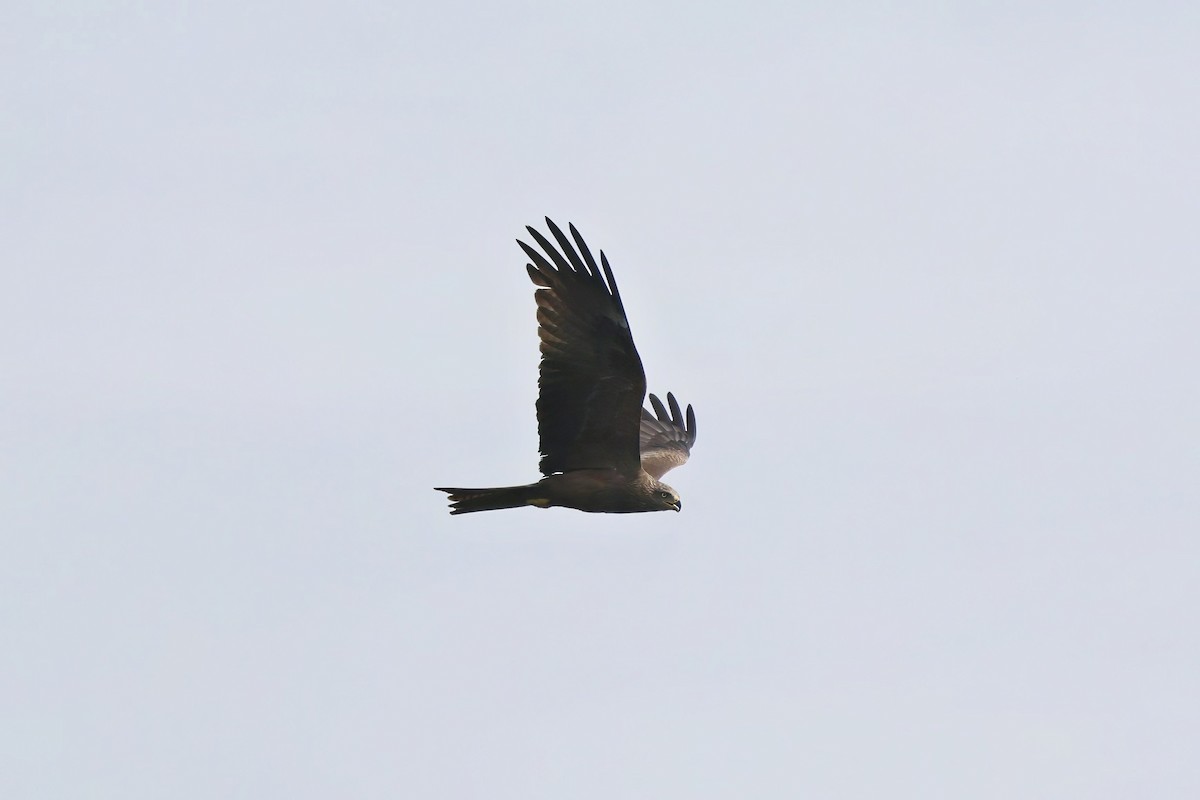 Black Kite - Michal Bouček