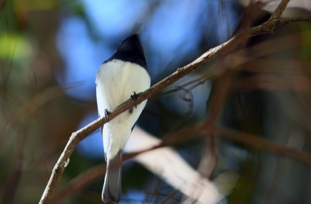 Willie-wagtail - ML620527710