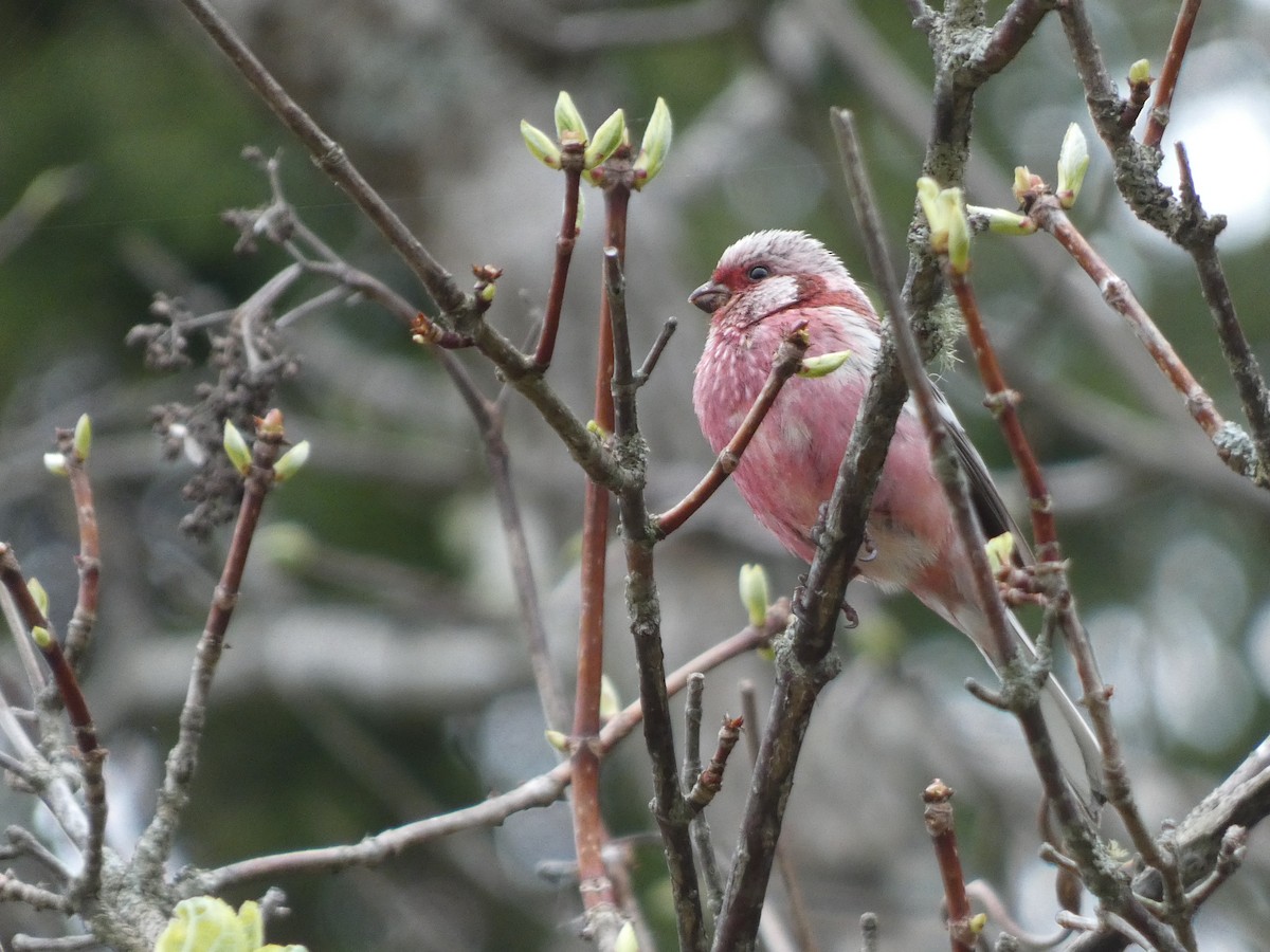 Long-tailed Rosefinch - Eneko Azkue