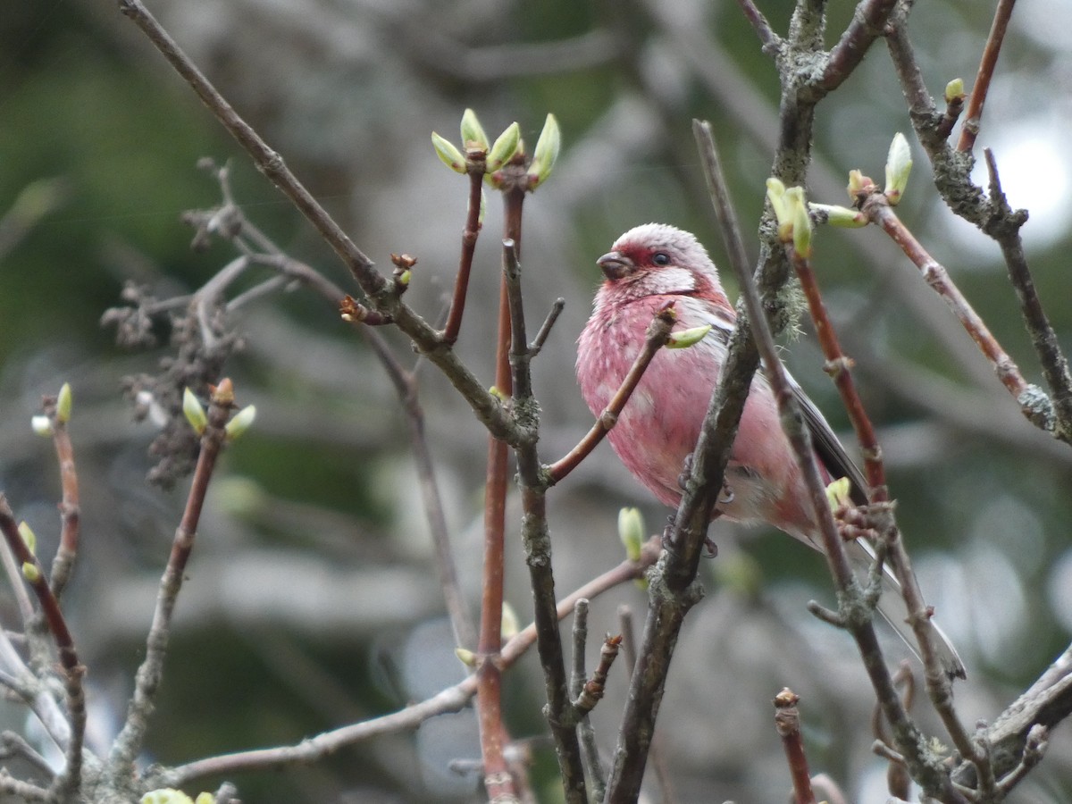 Long-tailed Rosefinch - Eneko Azkue