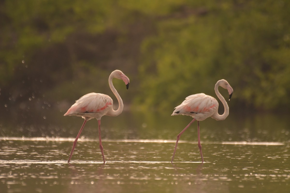 Greater Flamingo - ML620527730