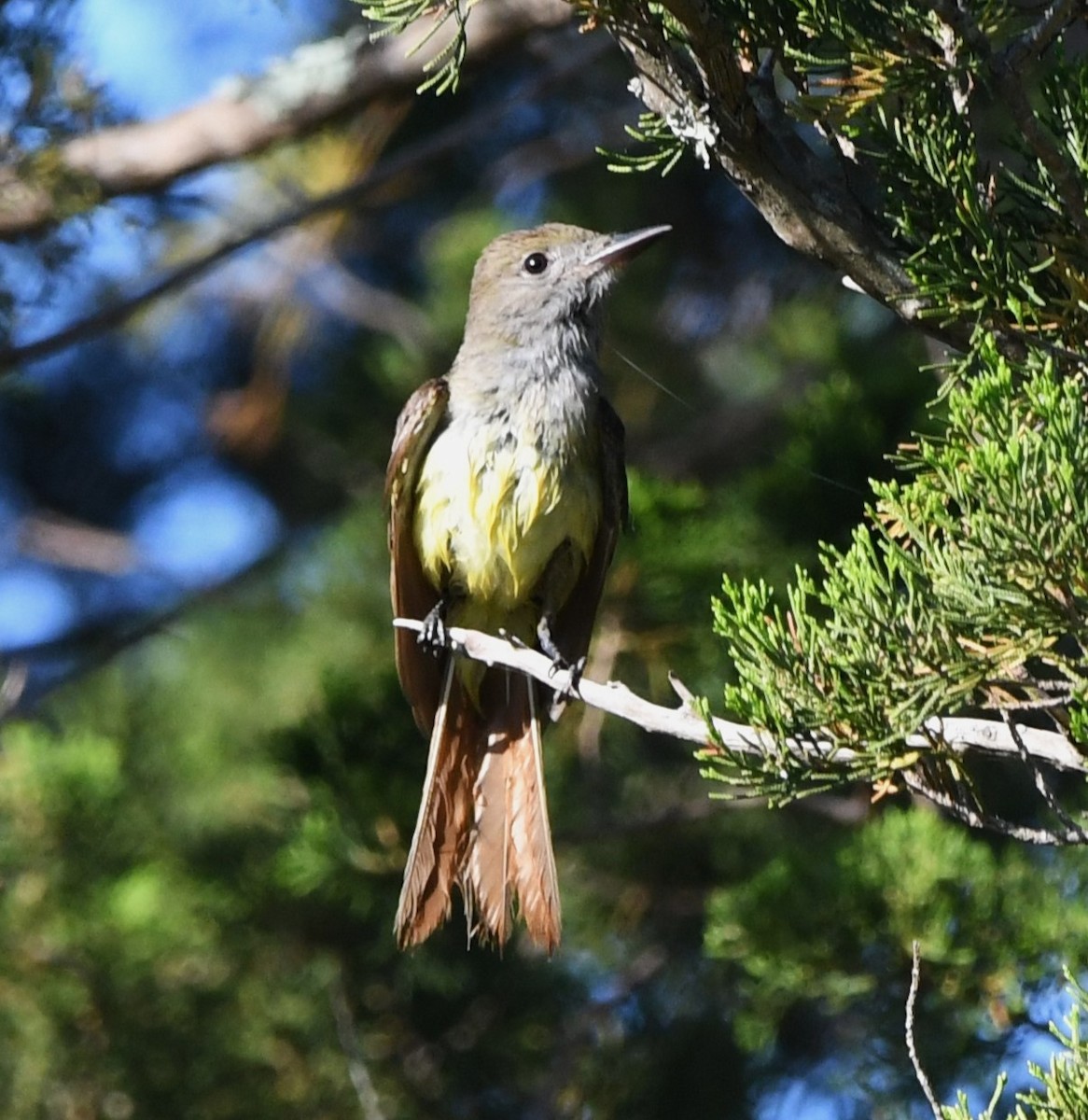 Great Crested Flycatcher - ML620527742