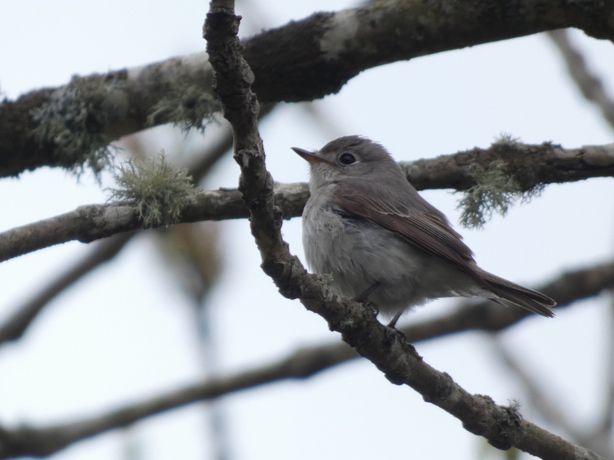 Asian Brown Flycatcher - ML620527744